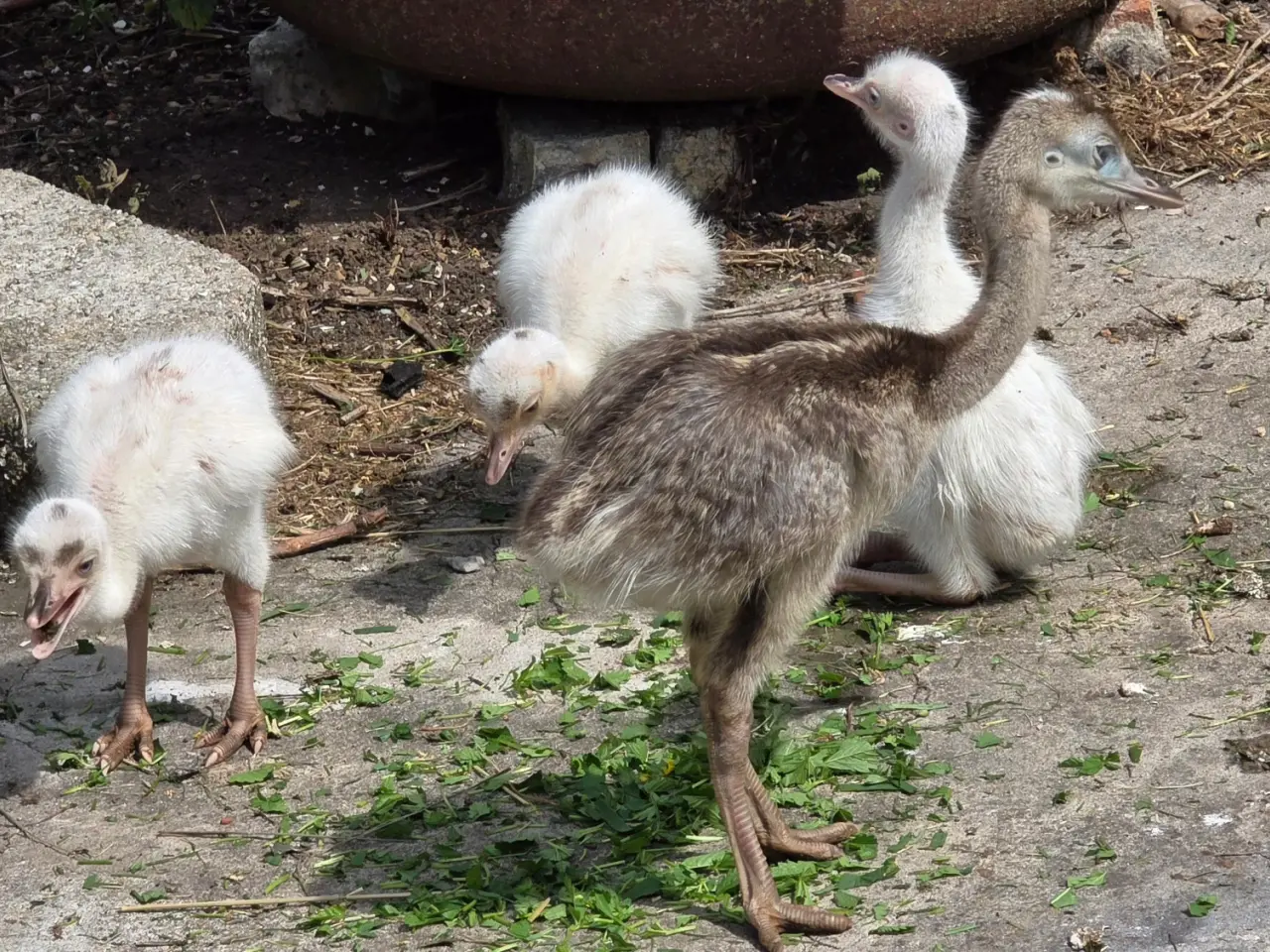 Billede 1 - Nandu-kyllinger til salg (Rhea americana)