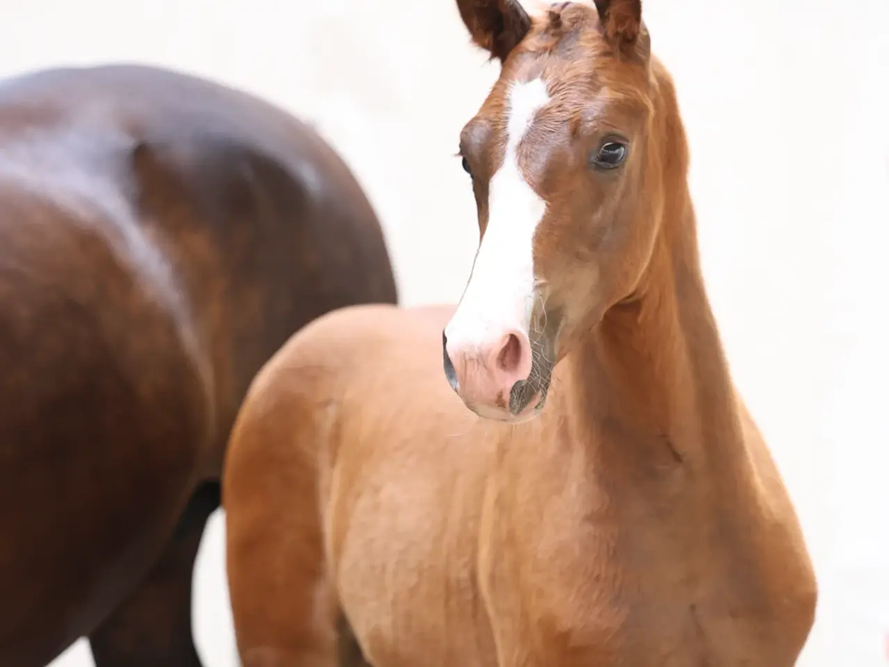 Billede 11 - Dansk varmblod hingst (ny pris)