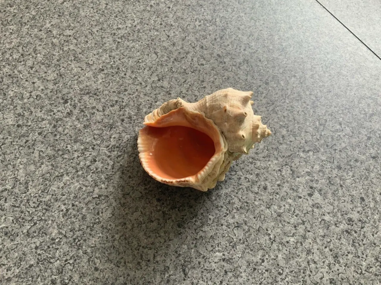Billede 1 - Havskal 10 cm.