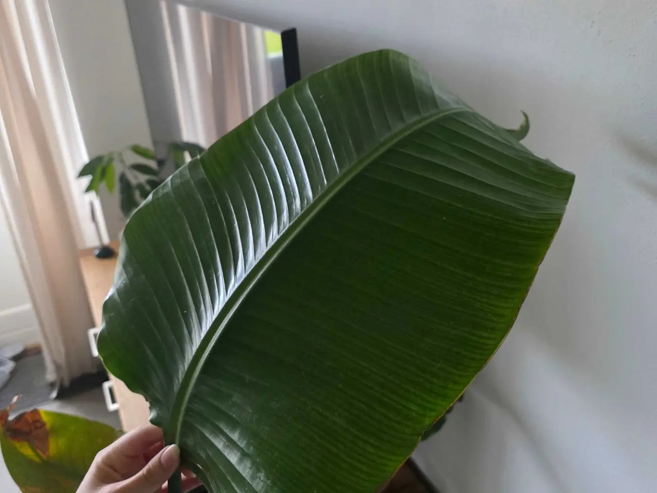 Billede 5 - Paradisfugl plante 150 cm. (Strelitzia 'Nicolai')