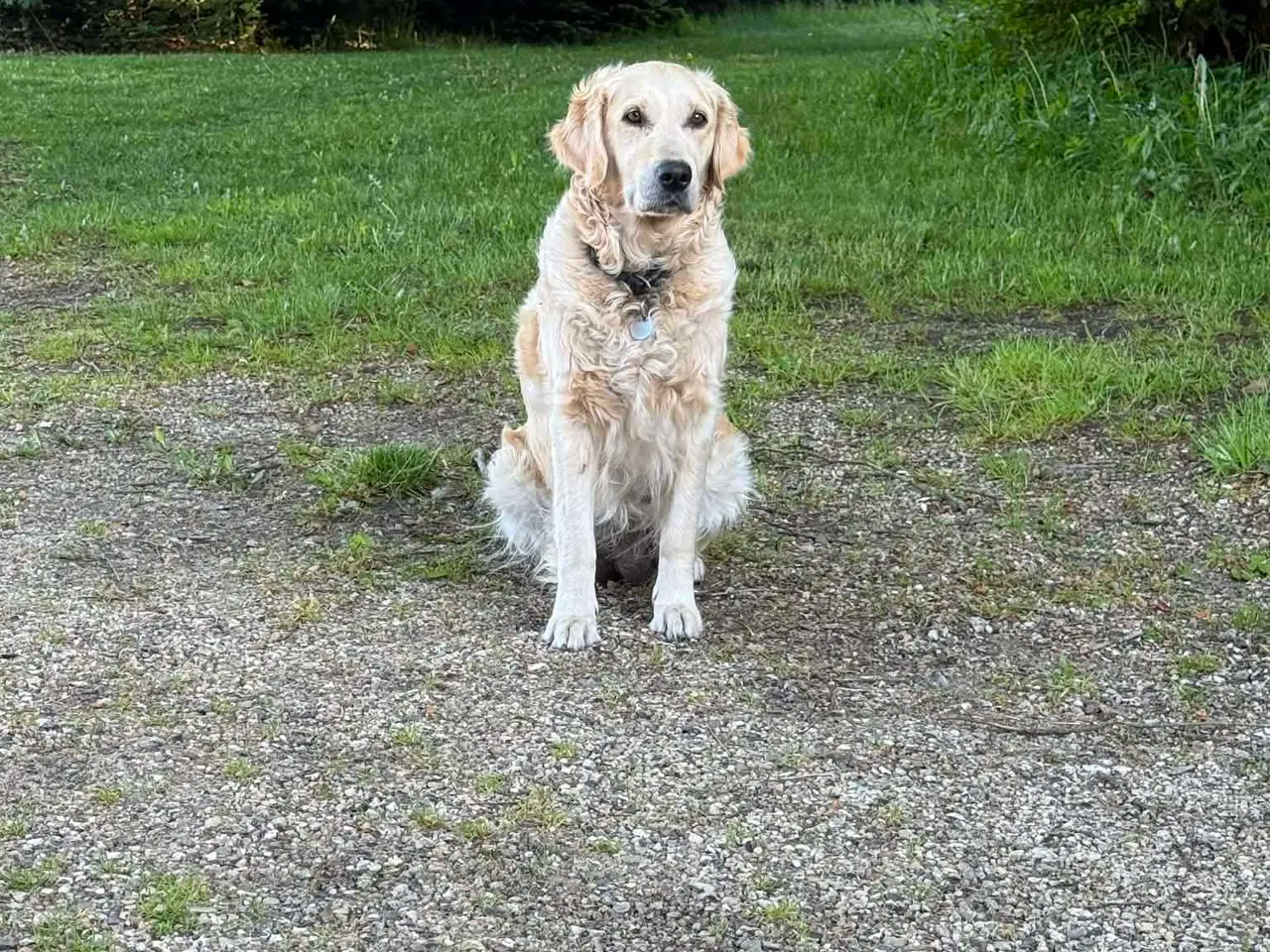 Billede 7 - Golden Retriever hvalpe
