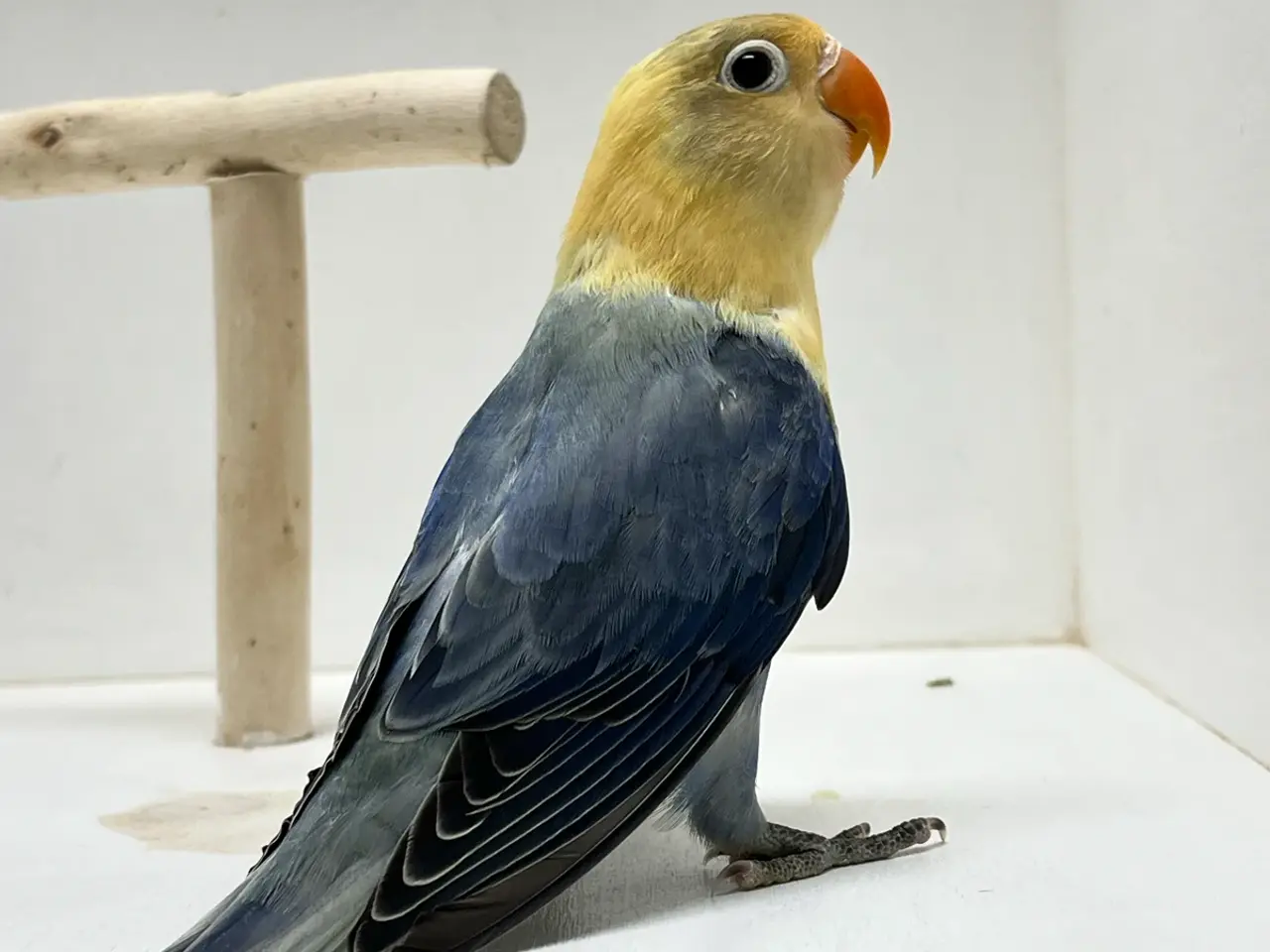 Billede 7 - Dværgpapegøje Turkis Violblå Opaline