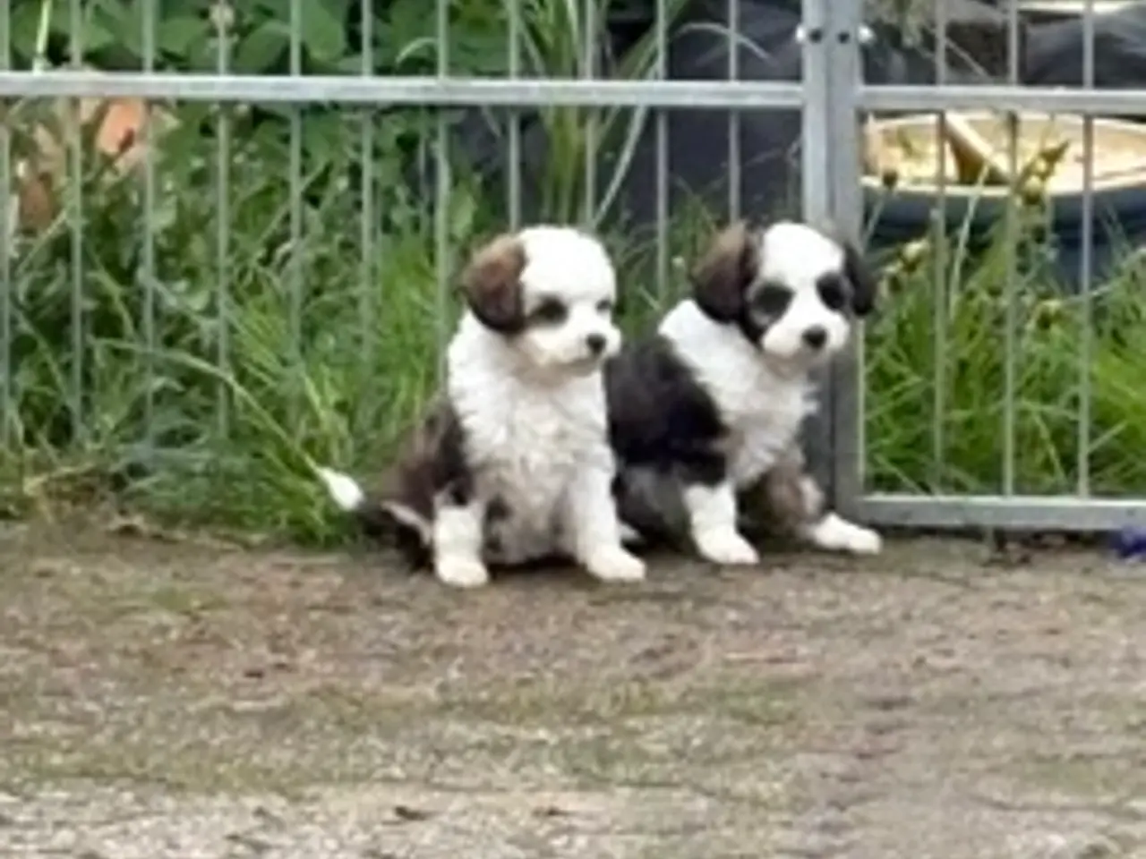 Billede 7 - Chinese Crested Powder Puff hvalpe