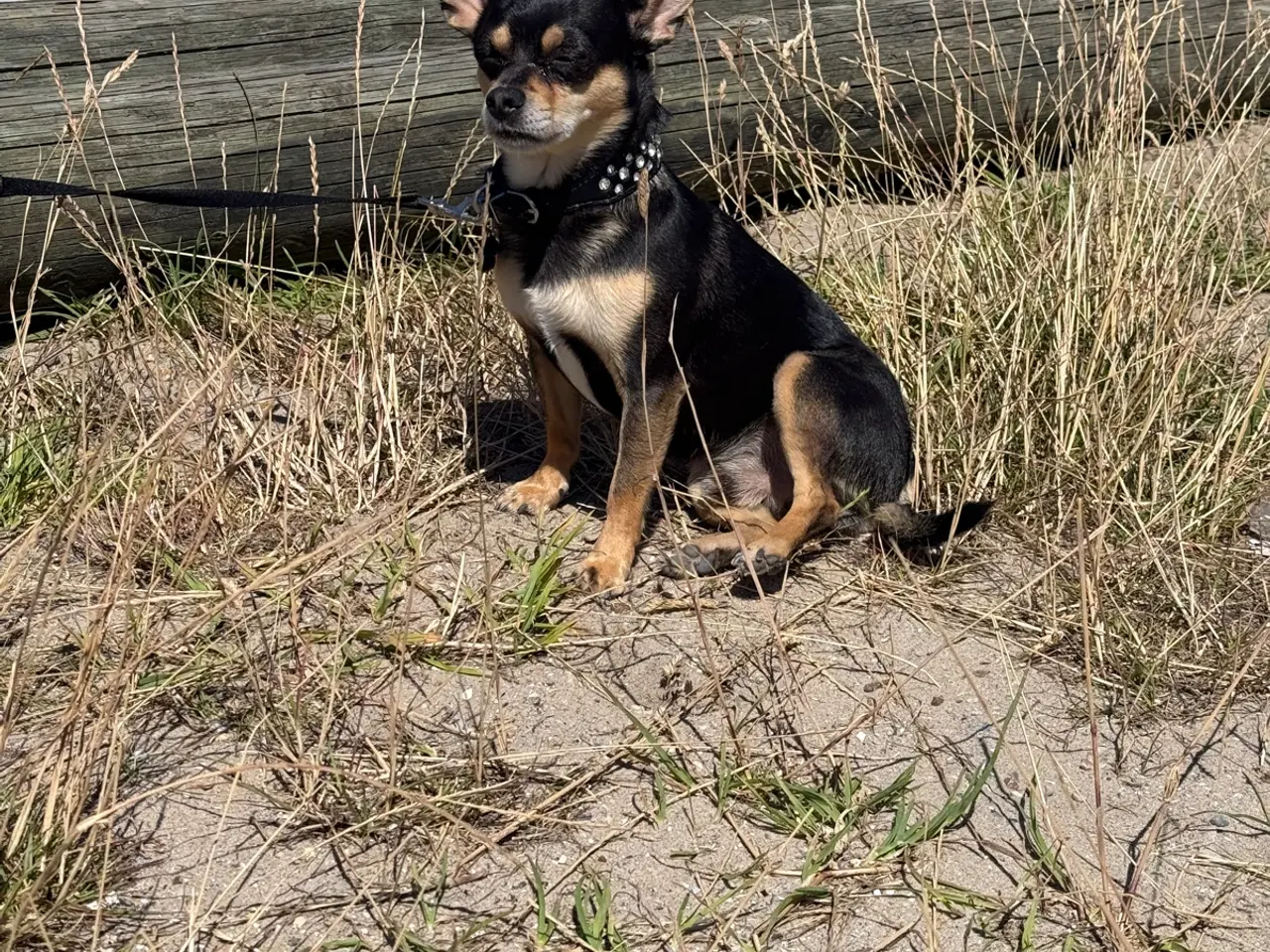 Billede 2 - Hanhund