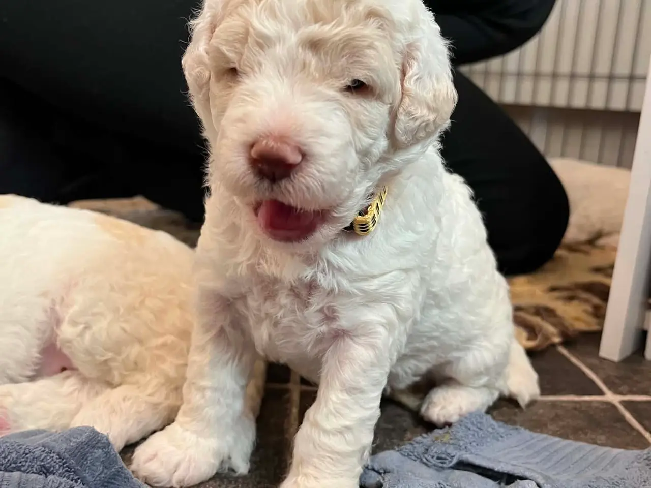 Billede 3 - Labradoodle hvalpe