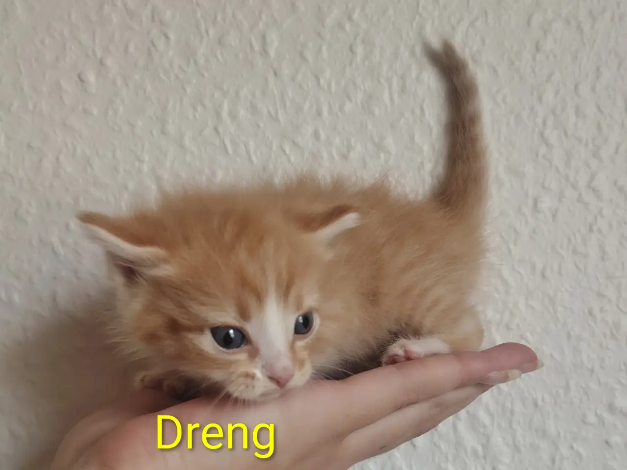 Billede 3 - Kan Resaveres nu 😺