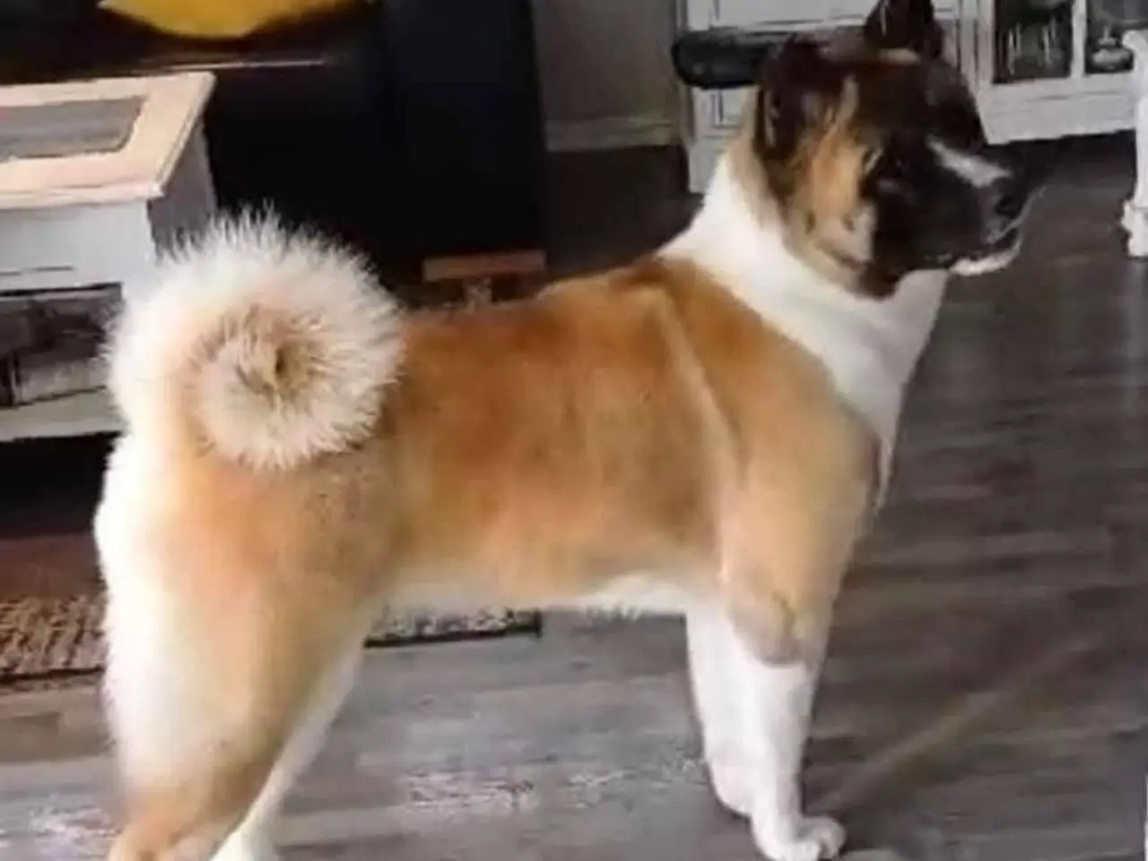 Billede 2 - American Akita hvalpe med DKK Plus Stambog!