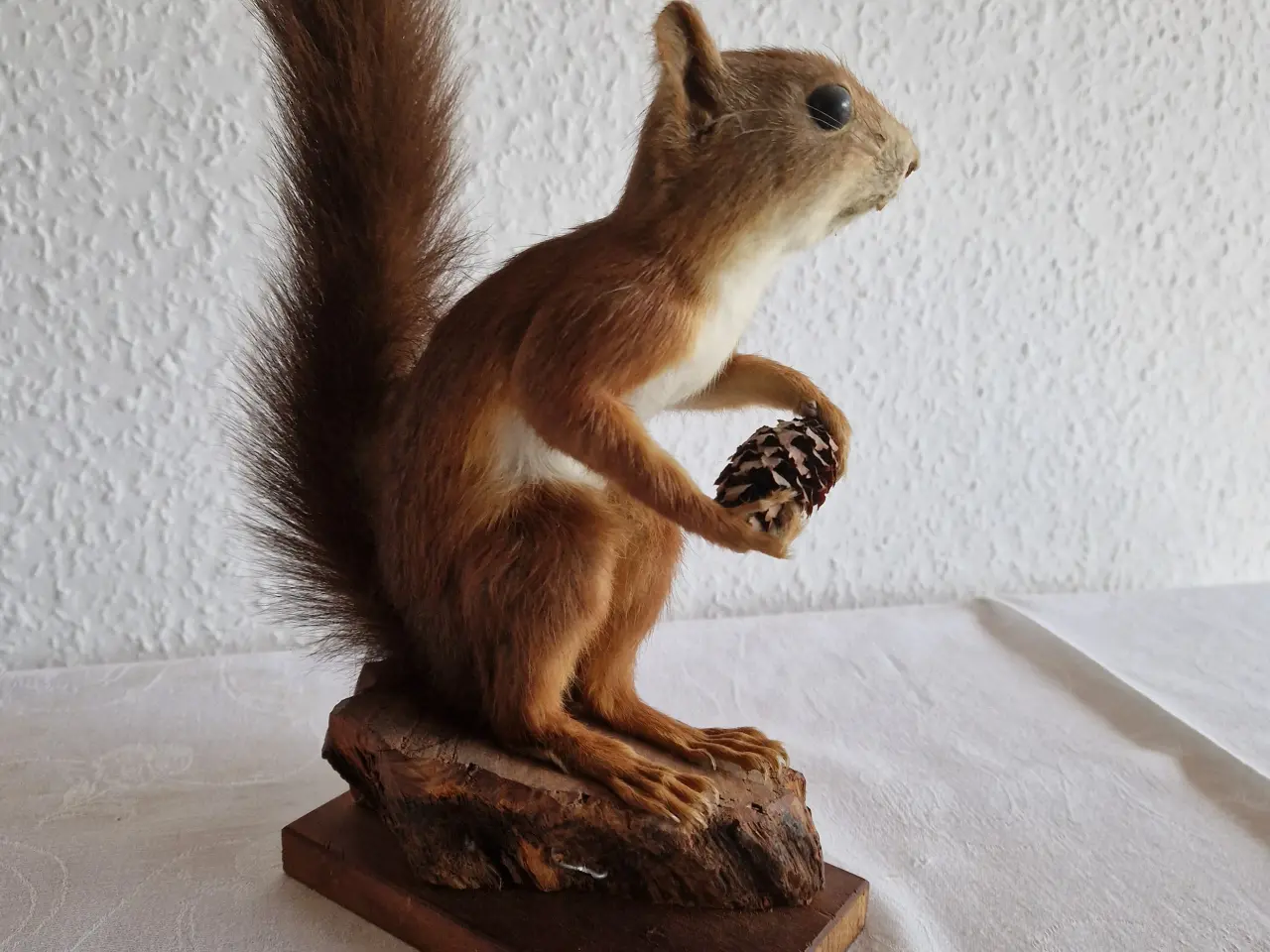 Billede 2 - Egern Sciurus Vulgaris. Meget flot.