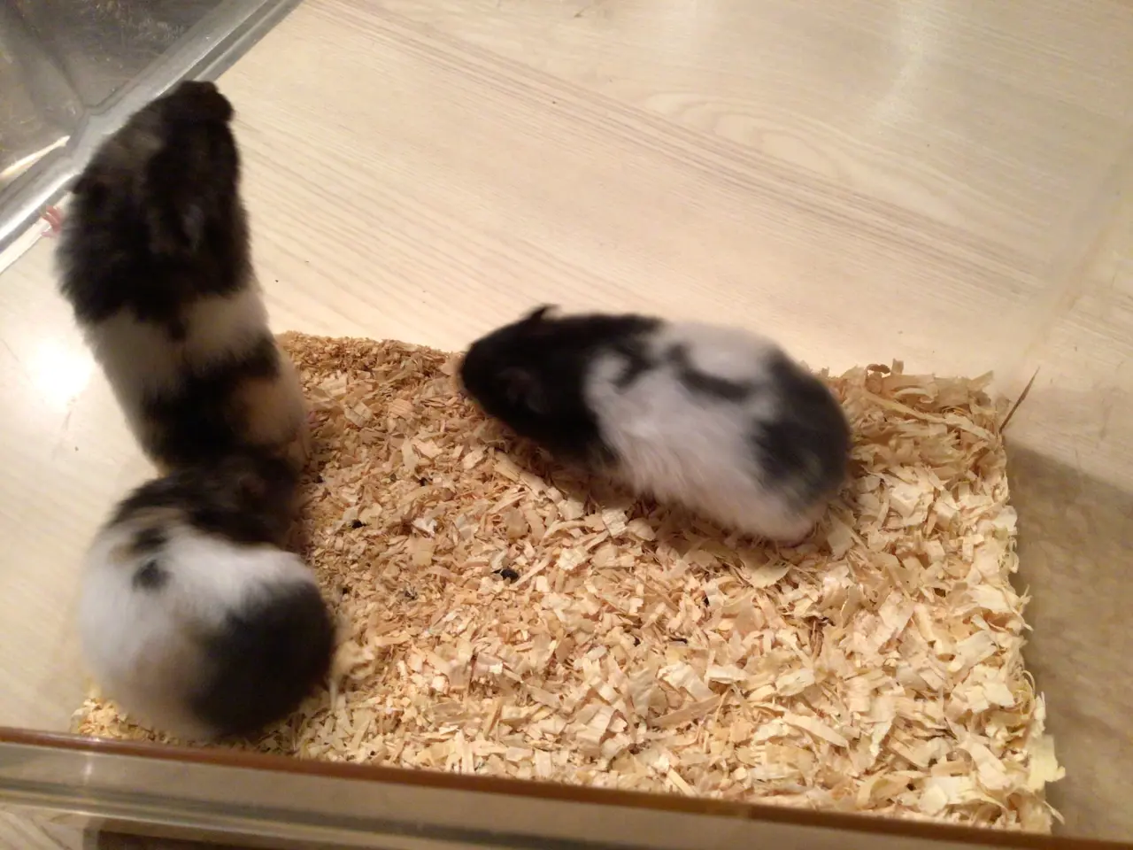 Billede 1 - Guldhamster langhåret