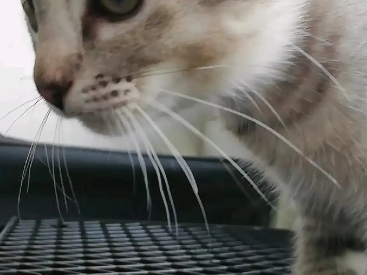 Billede 15 - Lisa – Sød og blid Scottish Fold hunkat søger kærl