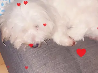 Hund søges til godt hjem
