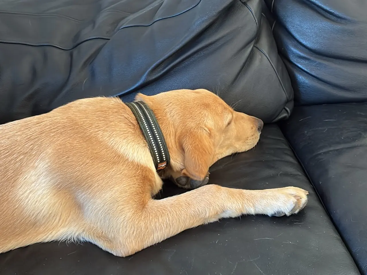 Billede 2 - Labrador hvalp han hund 