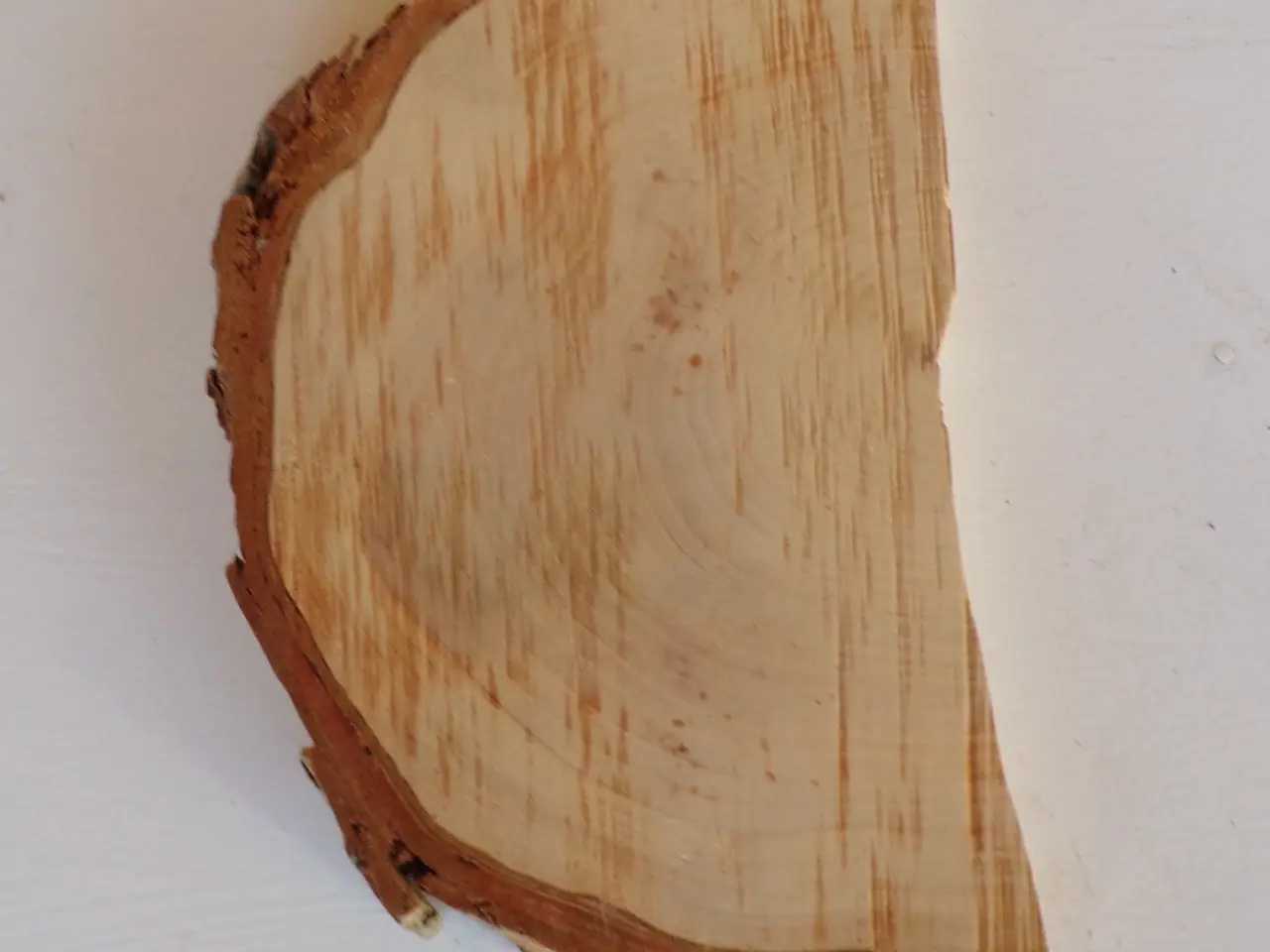Billede 1 - NY Thuja Træskive 24 cm til kreative projekter