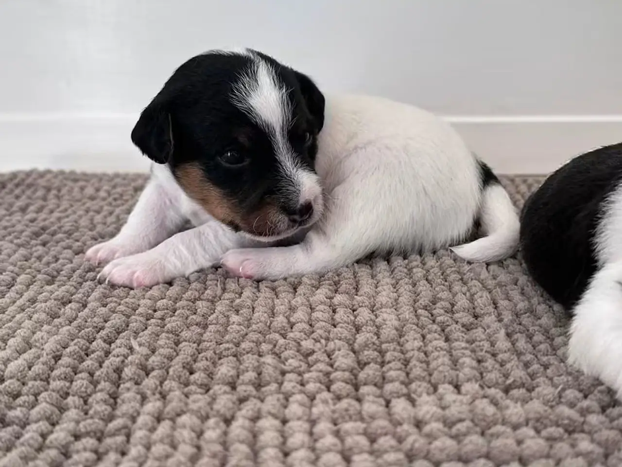 Billede 12 - Jack Russell Hvalpe sælges