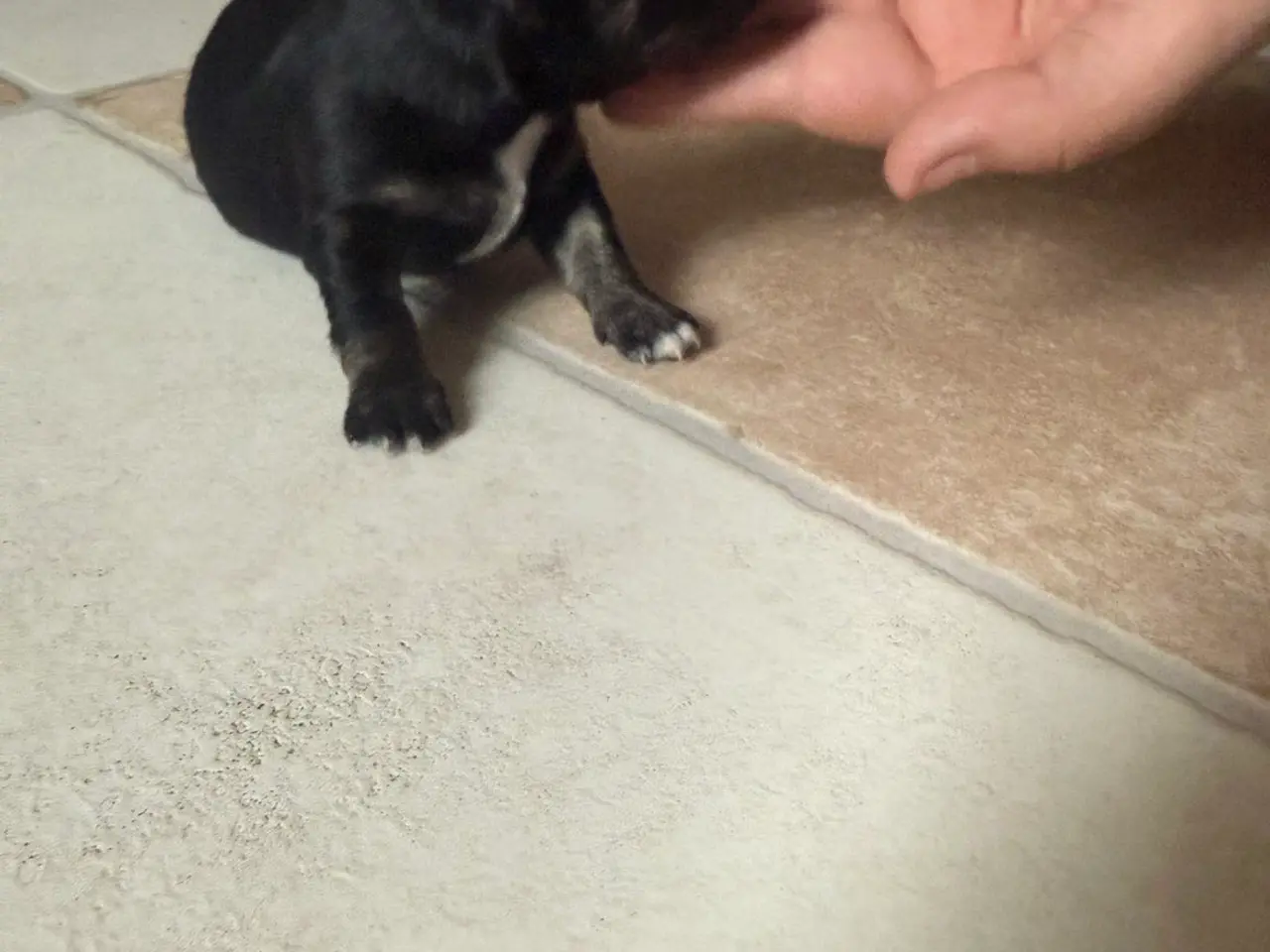 Billede 4 - Chihuahua tæve 