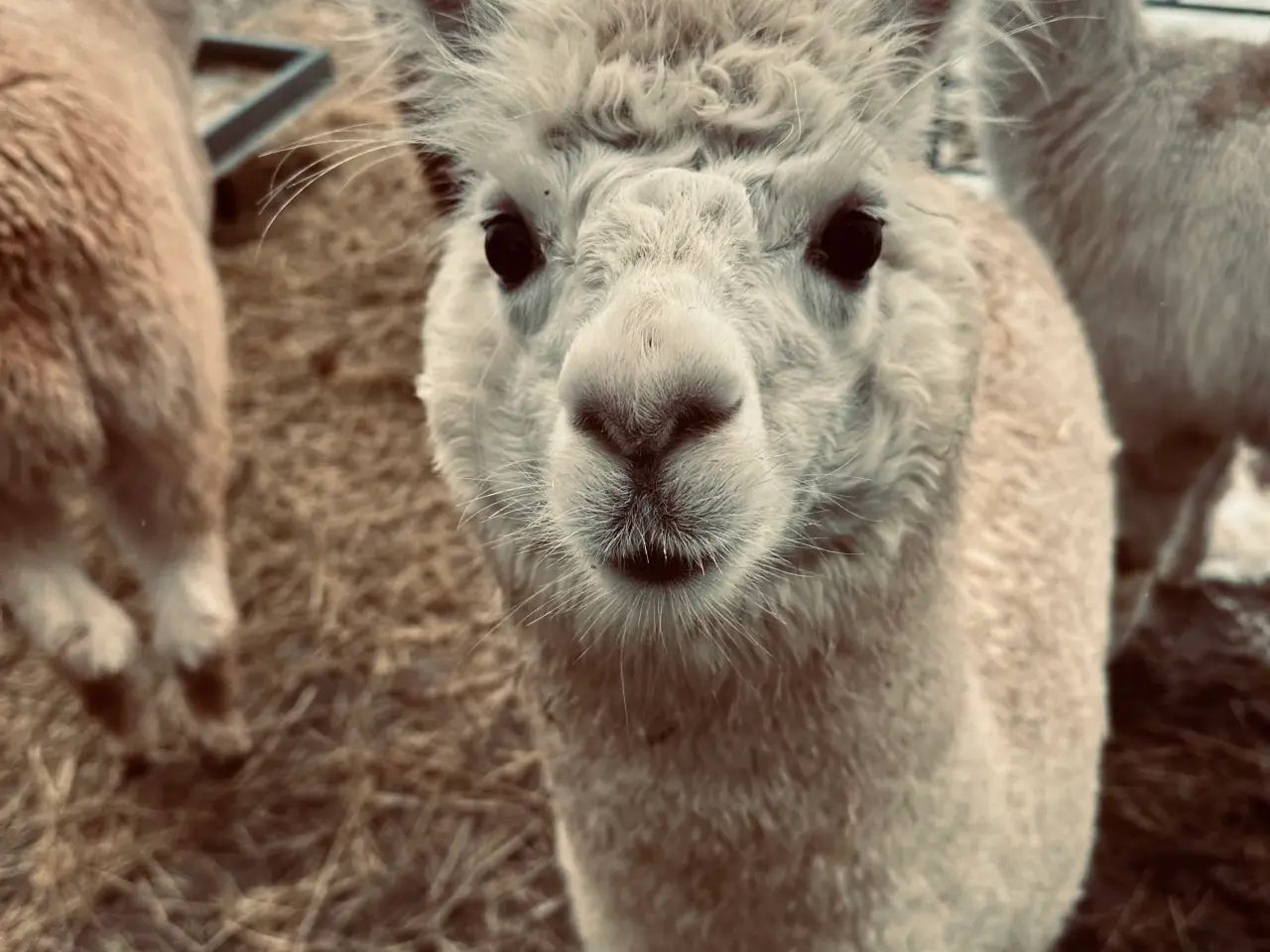 Billede 3 - Alpaca