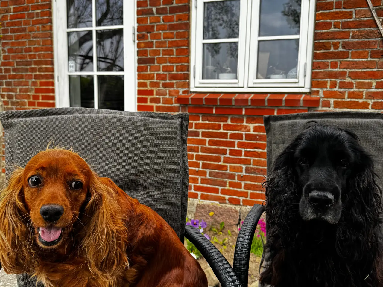 Billede 4 - Engelsk Cocker Spaniel hvalpe