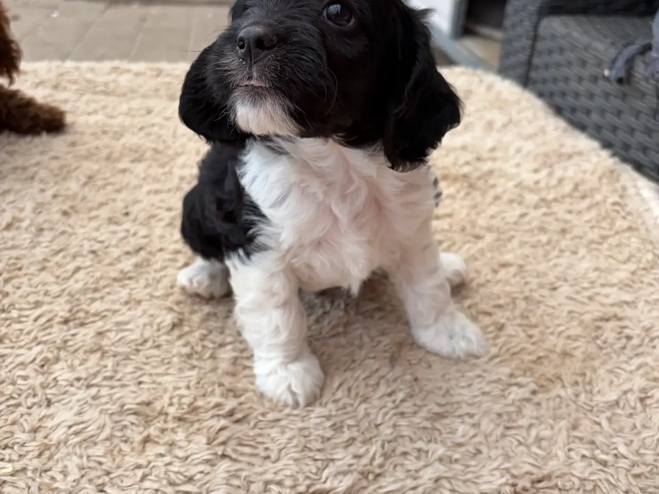 Billede 10 - Små virkelig fine mini Cavapoo babyer