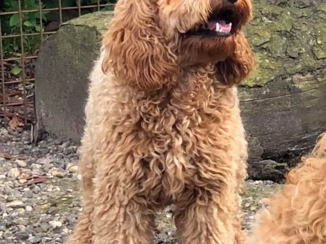 Billede 2 - Goldendoodle og andre doodler