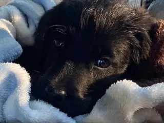 Fantastiske Labradoodlehvalpe 