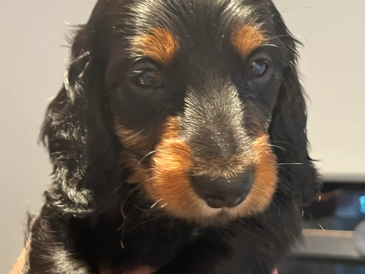 Billede 3 - Gravhundehvalpe, 2 hanner