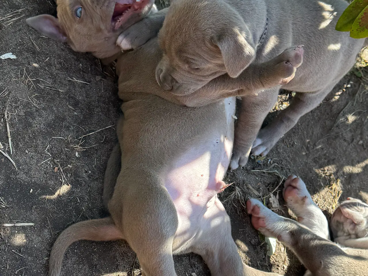 Billede 11 - American Bully XL