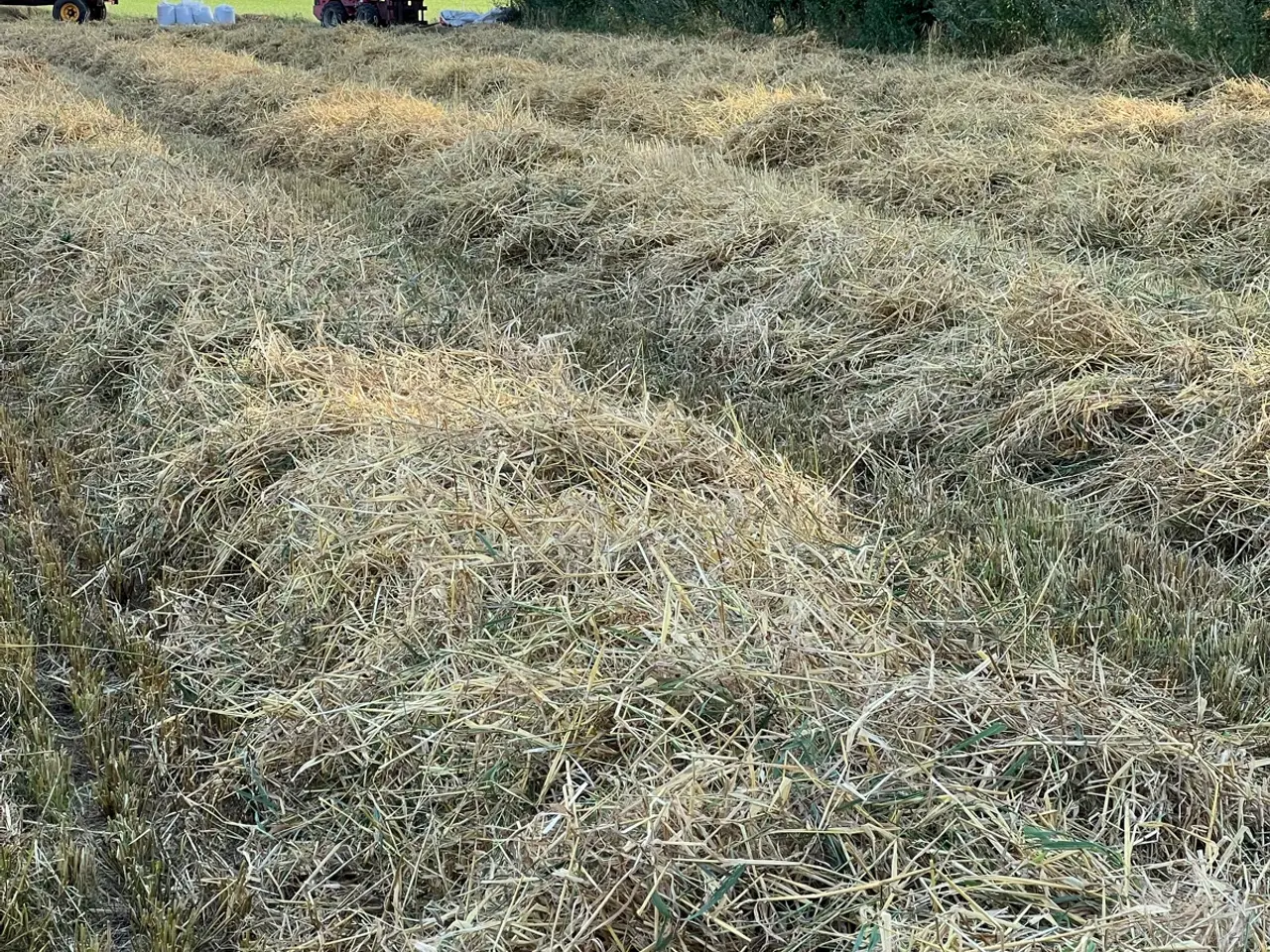 Billede 1 - Korn og halm