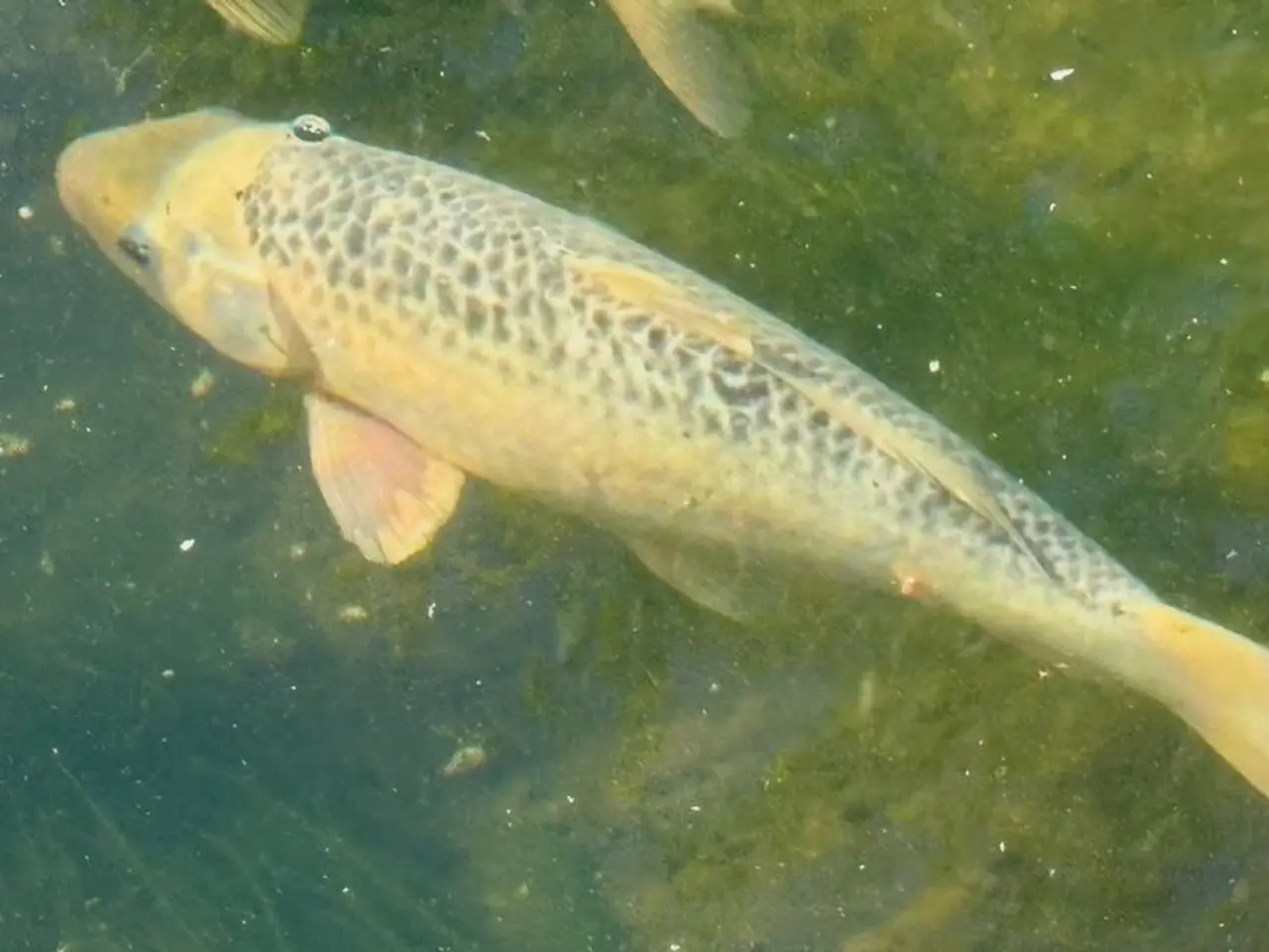 Billede 9 - 6 Koi SAMLET