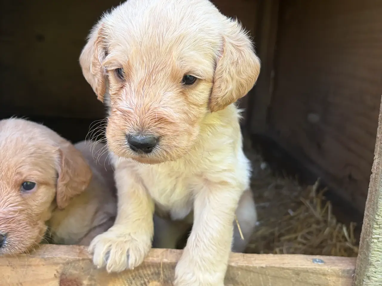 Billede 10 - Labradoodles
