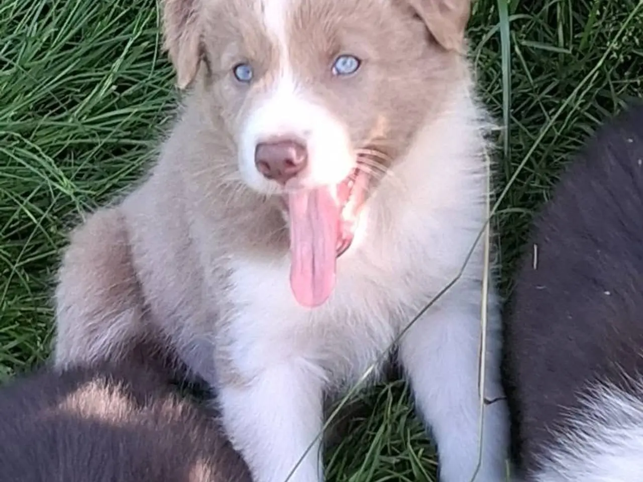 Billede 1 - Smukke Border Collie hvalpe til salg
