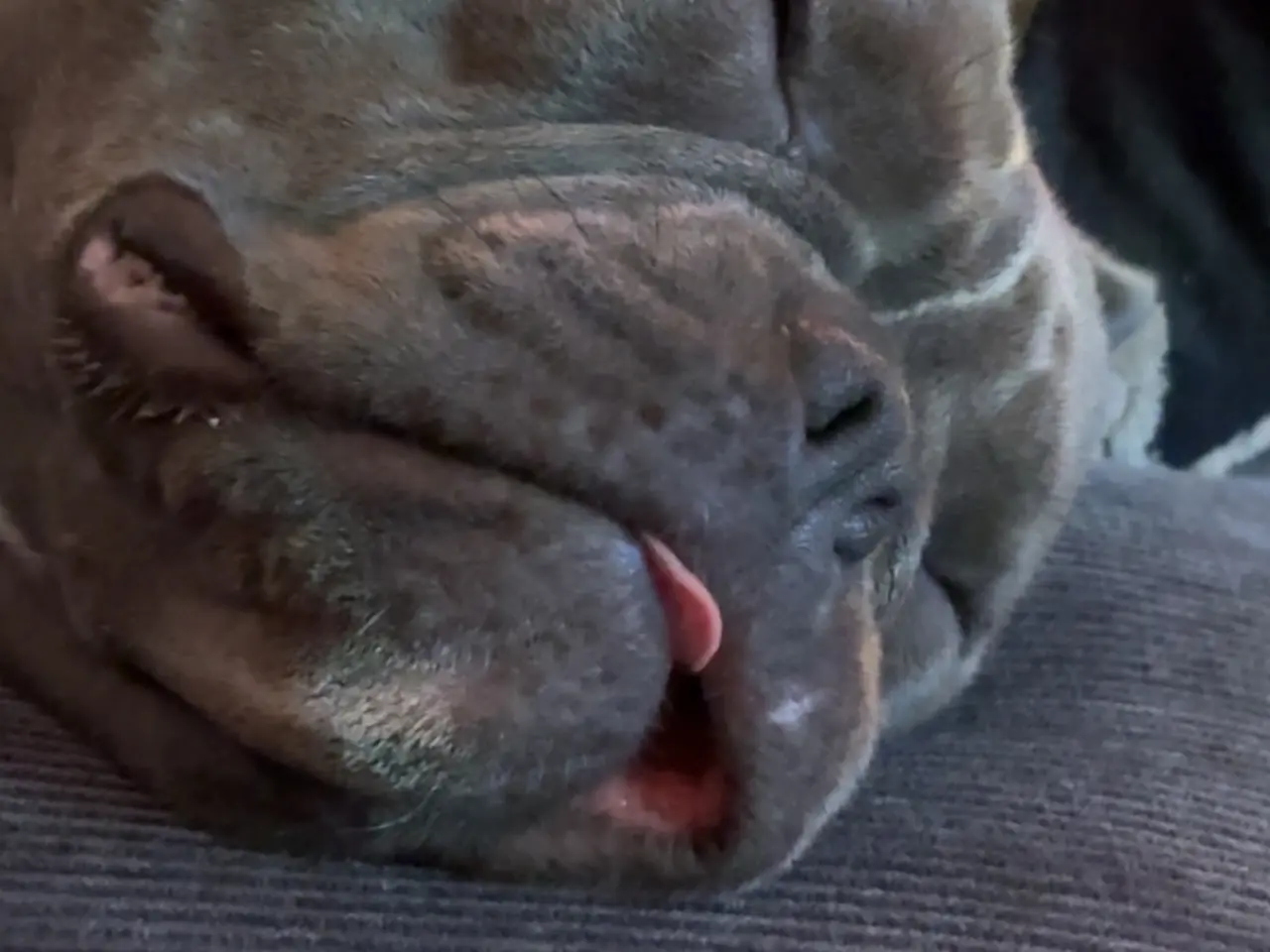 Billede 4 - American bully grå/blå