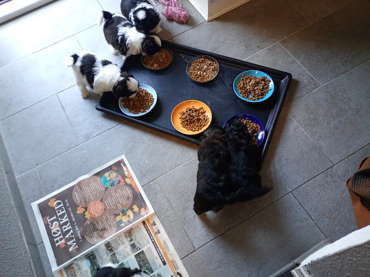 Billede 7 - De skønneste Shih Tzu hvalpe sælges.