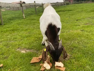 Boer buk søger ny fodermester