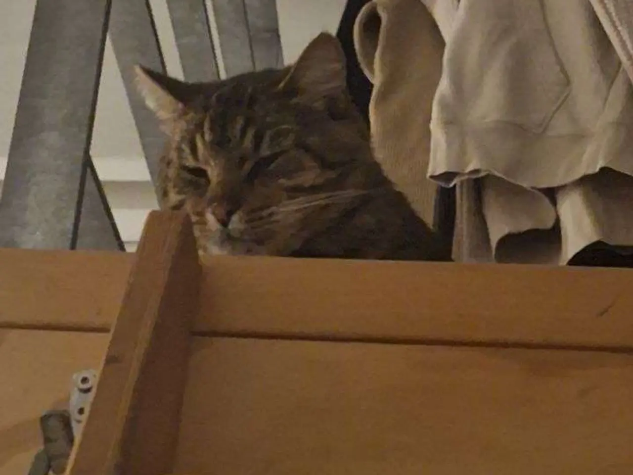 Billede 5 - (HASTER)Kærlig kat søger nyt evigt hjem