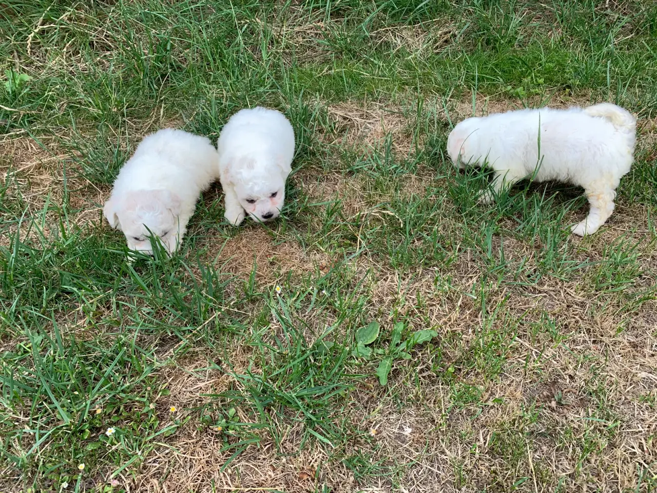 Billede 4 - Bichon Frise
