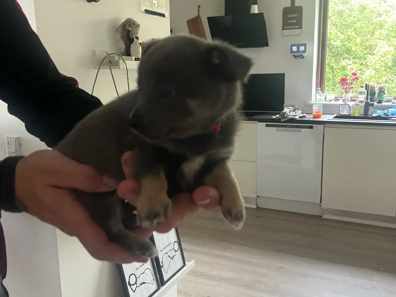 Billede 7 - Lækre pomchi hvalp
