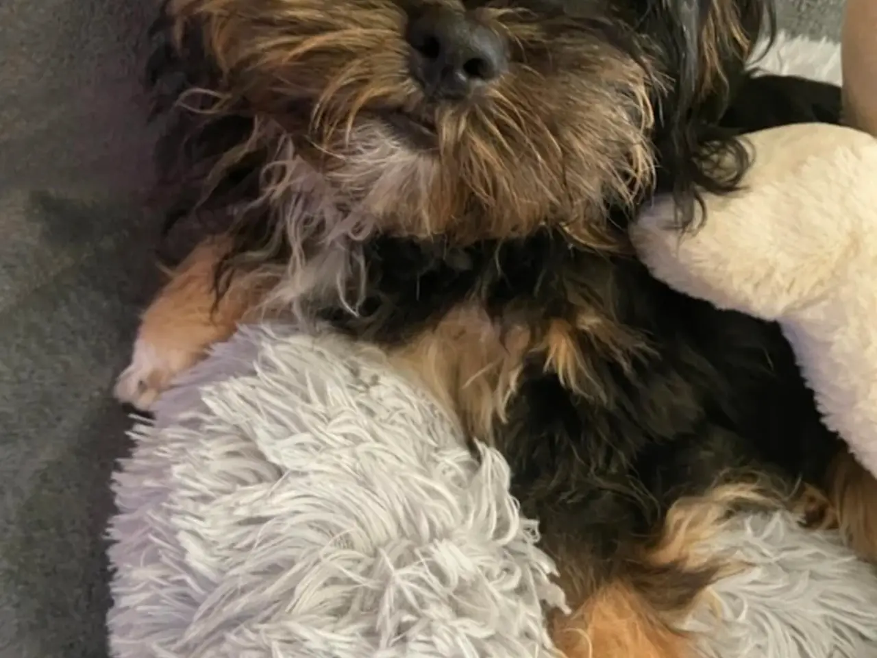 Billede 3 - Shih Tzu/ bichon havanais