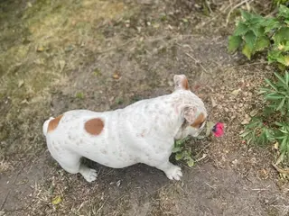 Smuk engelsk bulldog. Prisen kan forhandles - 3