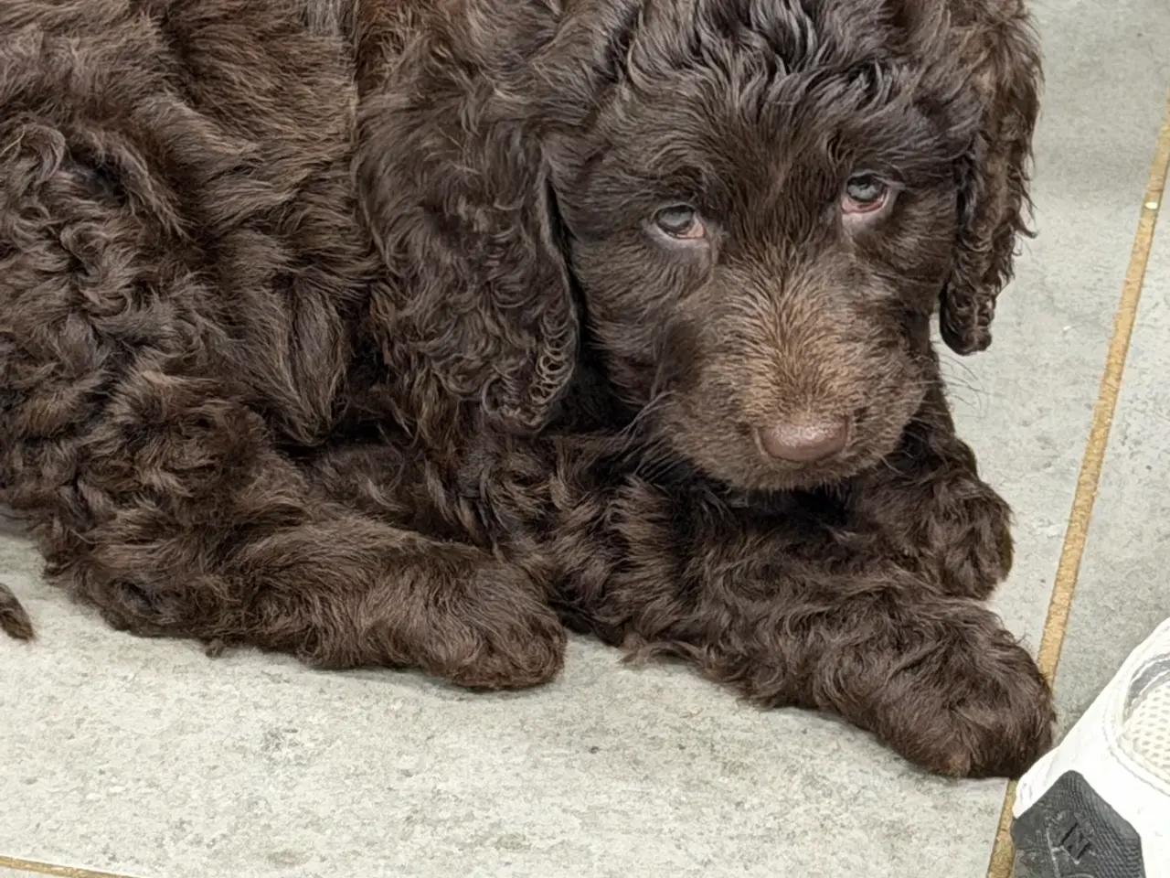 Billede 4 - 🤎🐾 5 skønne Cockapoo-piger i chokoladebrun 🐾🤎