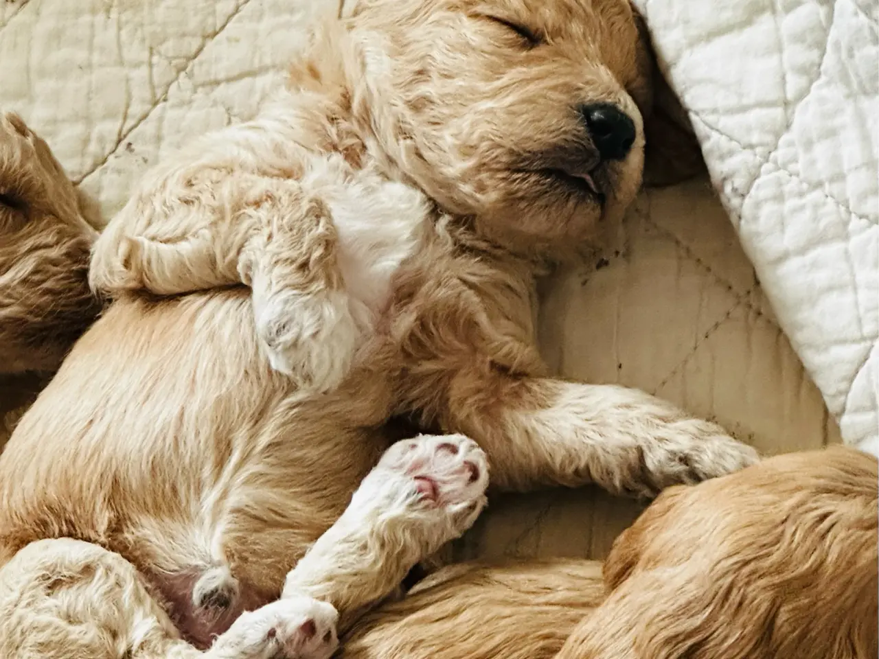 Billede 7 - Servicehund - Mød den fantastiske shapendoodle - 