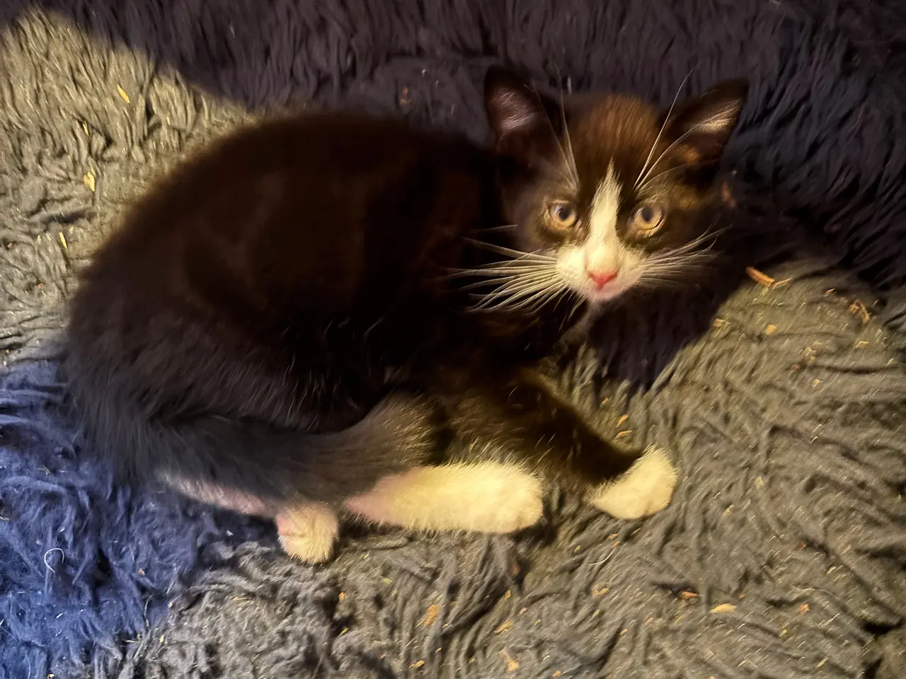 Billede 2 - Søde katte blandings killinger. 