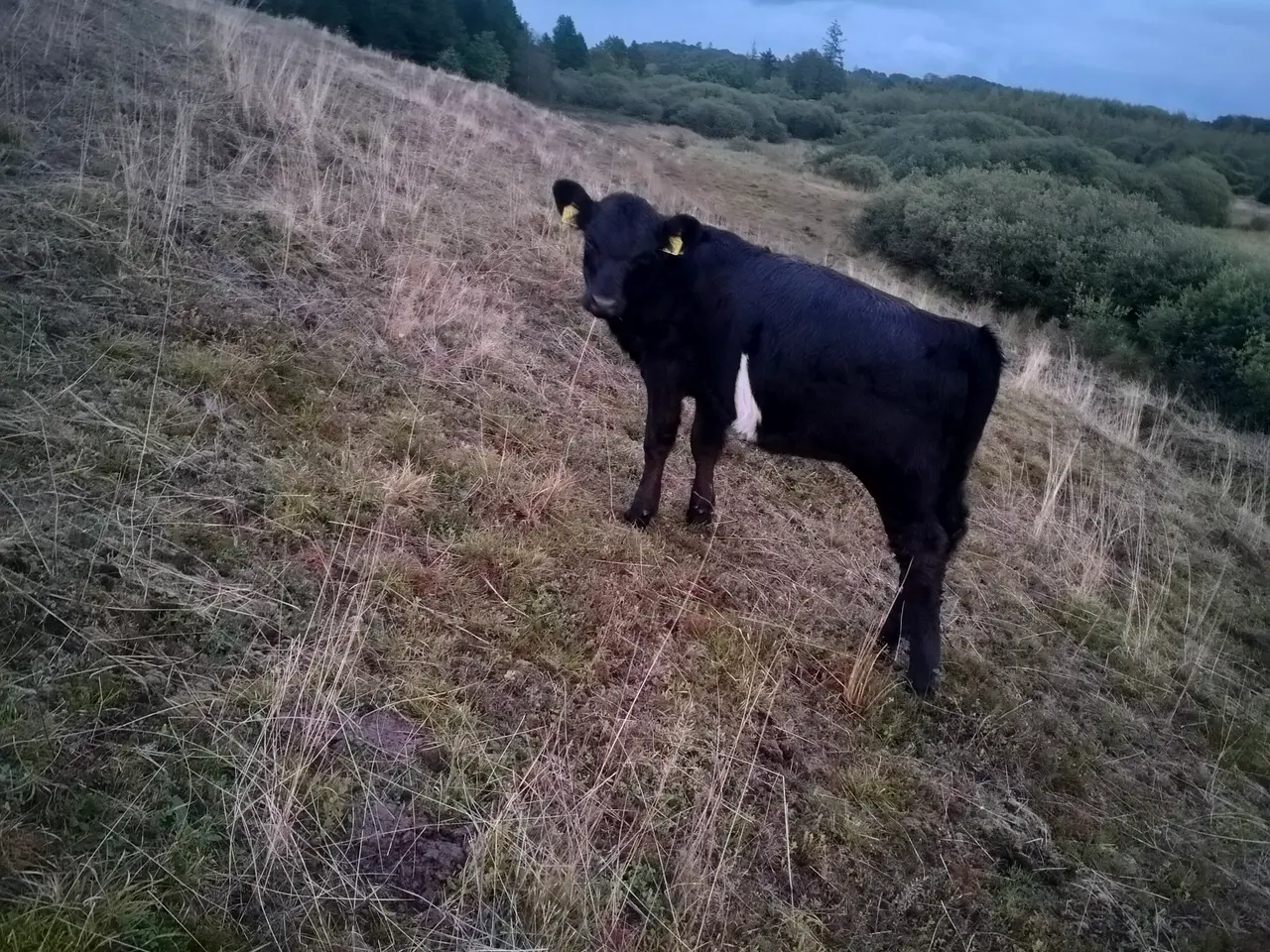 Billede 1 - Galloway x Dexter kvie