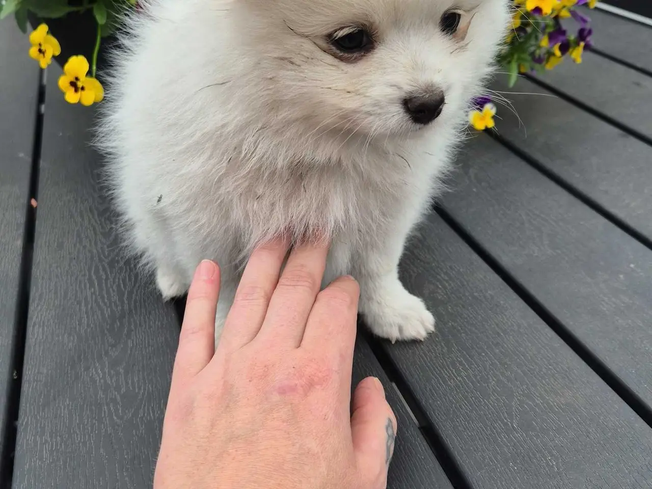 Billede 4 - Smuk hvid pomeranian pige🐾