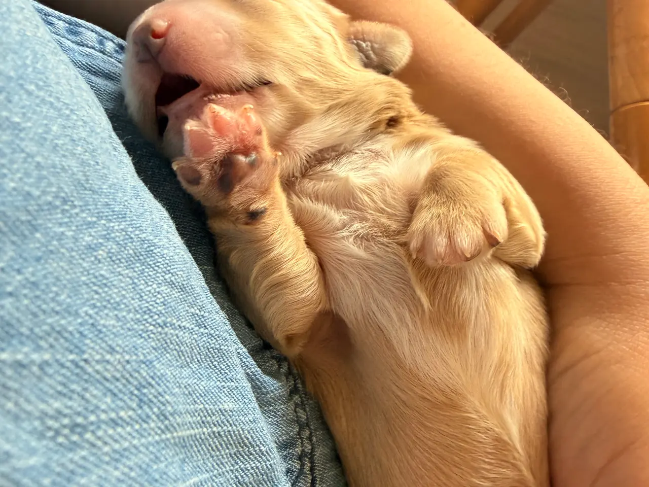 Billede 6 - Fantastiske Bichon Havanais.