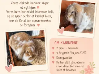 2 søde dværgvædder (give gratis væk) 