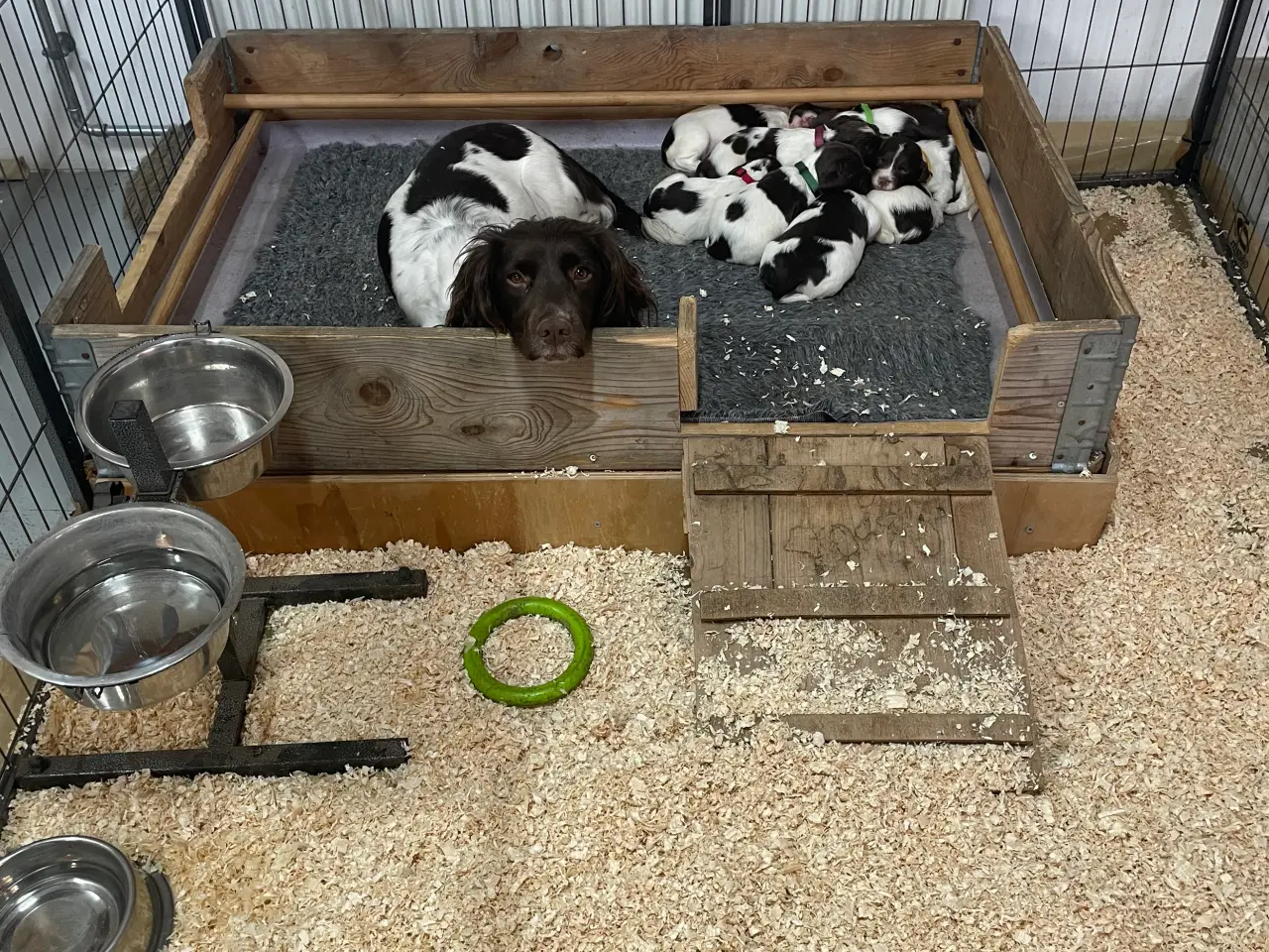 Billede 9 - FT Springer Spaniel hvalpe, salgsklar 10 maj