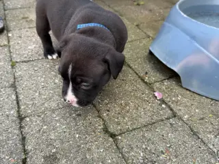 Pocket Bully hvalpe