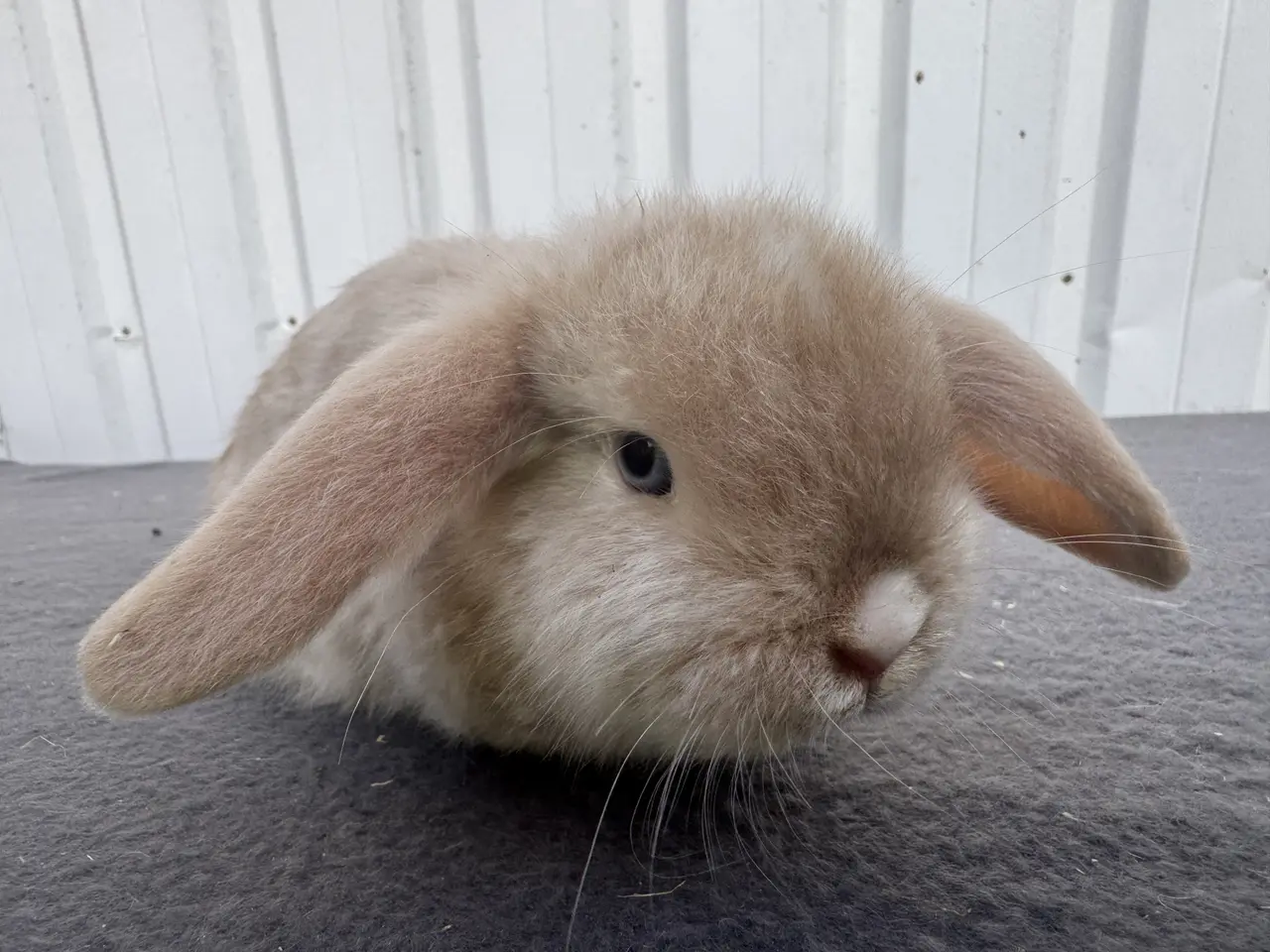 Billede 8 - Mini lop satin hunkanin salgsklar