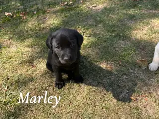 🐶 Labradorhvalpe F1 søger kærlige hjem 