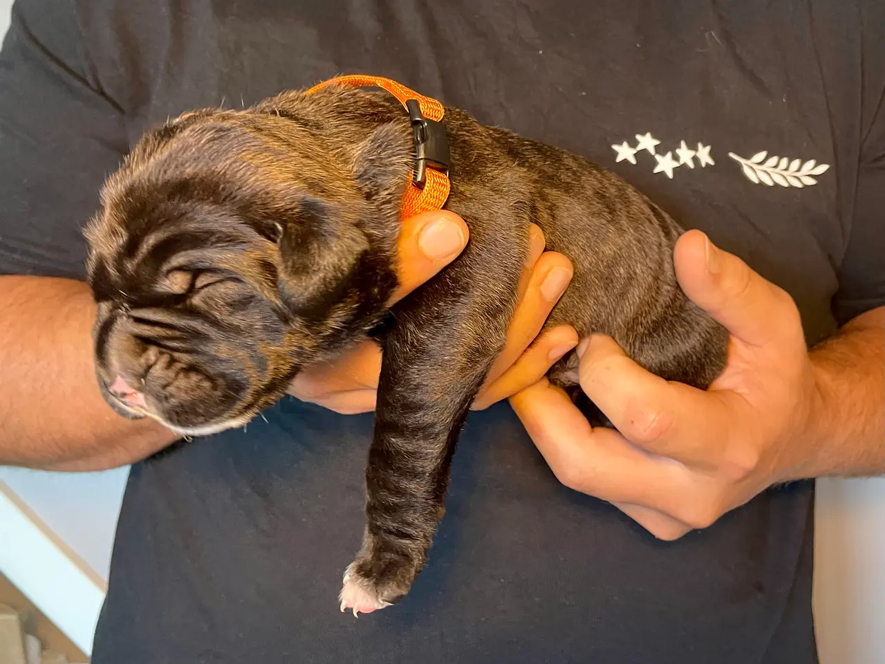 Billede 3 - Cane Corso/Presa Canario